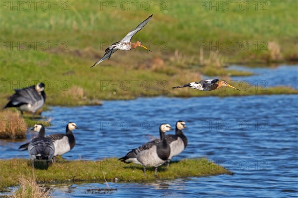Two black-tailed godwits (Limosa limosa) in breeding plumage landing over flock of barnacle geese