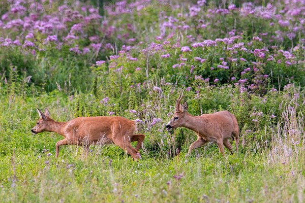 European roe deer (Capreolus capreolus) buck chasing doe in heat before mating in meadow during the