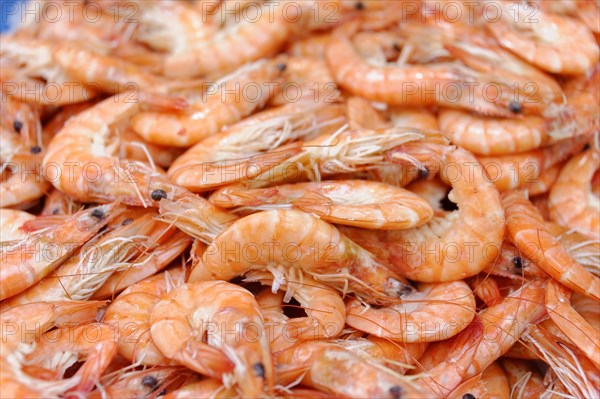 Fish sale at the harbour, A pile of orange shrimps at a seafood market, Marseille, Departement