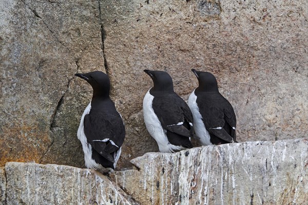 Three thick-billed murres, Bruennich's guillemots (Uria lomvia) on rock ledge in sea cliff at