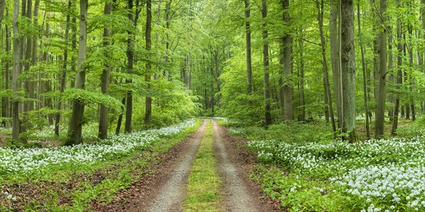Panorama, hiking trail through the ramson (Allium ursinum) in the beech forest, Hainich National