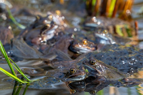 European common frogs, brown frogs, grass frog group (Rana temporaria) on eggs, frogspawn in pond