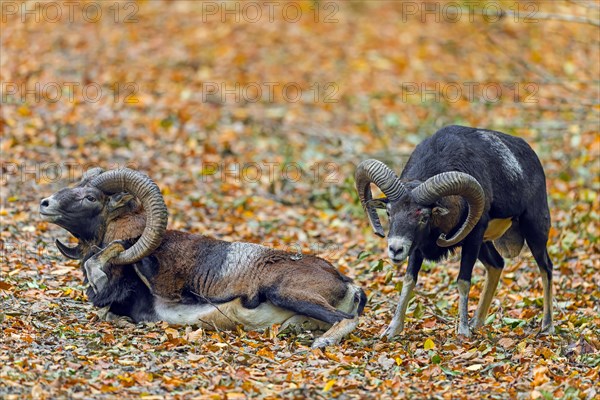 Defeated European mouflon (Ovis aries musimon) lying down after fight by two rams bashing heads and