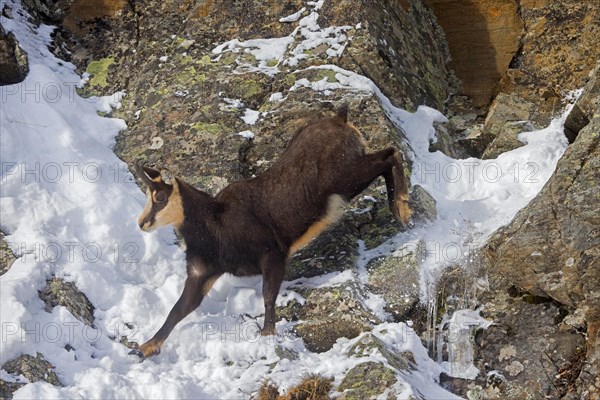 Alpine chamois (Rupicapra rupicapra) fleeing male in dark winter coat descending steep gully in