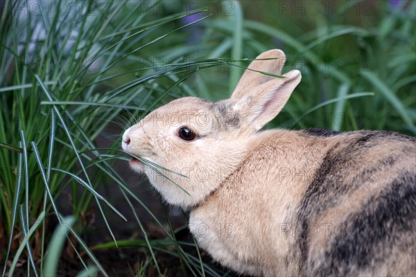 Rabbit (Oryctolagus cuniculus domestica), portrait, leaves, eating, The brown domestic rabbit has