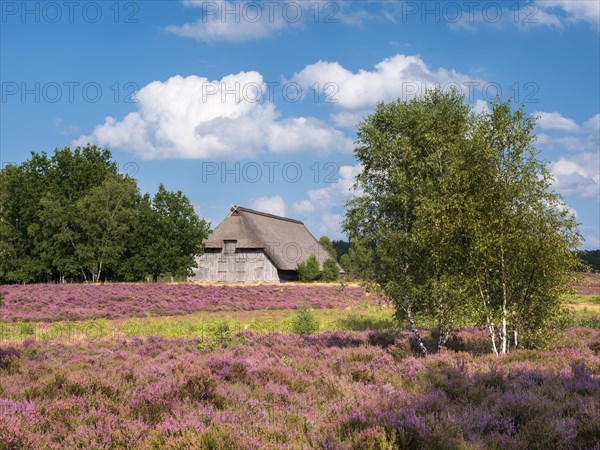 Typical heath landscape with old sheepfold, juniper and flowering heather, Lueneburg Heath, Lower