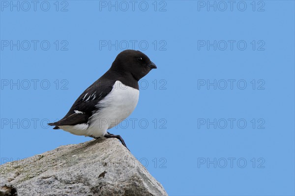 Little auk, dovekie (Alle alle) perched on rock along the Arctic Ocean, Svalbard, Spitsbergen,