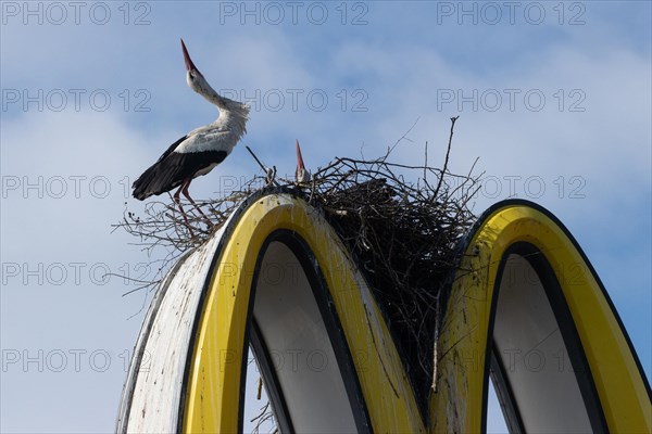 White stork two adult birds with stretched neck next to and in nest on Mc Donald's symbol standing