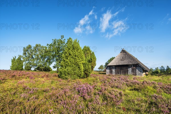 Typical heath landscape with old sheepfold, juniper and flowering heather, Lueneburg Heath, Lower