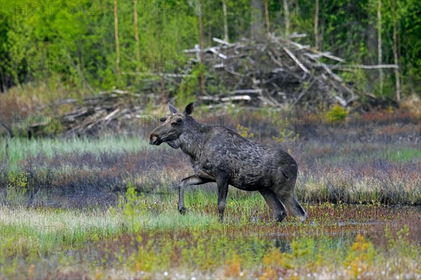Moulting moose, elk (Alces alces) young bull with antlers covered in velvet foraging in front of