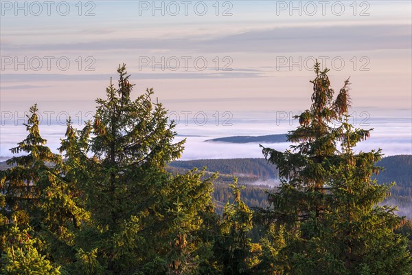 Morning atmosphere with morning light and morning fog on the Schneekopf in the Thuringian Forest,