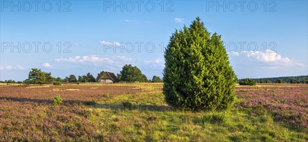 Typical heath landscape with old sheepfold, juniper and flowering heather, Lueneburg Heath, Lower