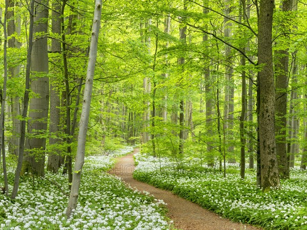 Hiking trail through the ramson (Allium ursinum) in the beech forest, Hainich National Park, Bad
