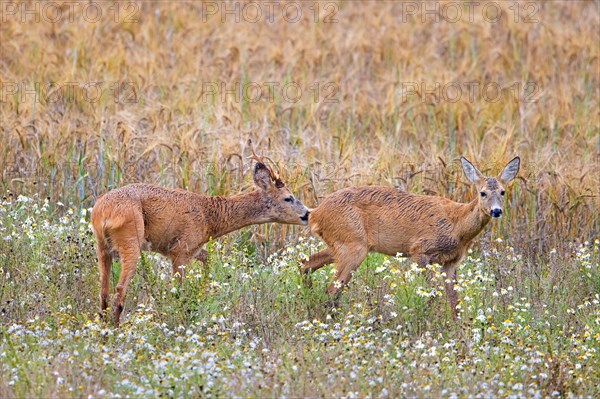 European roe deer (Capreolus capreolus) buck chasing doe in heat before mating in wheat field