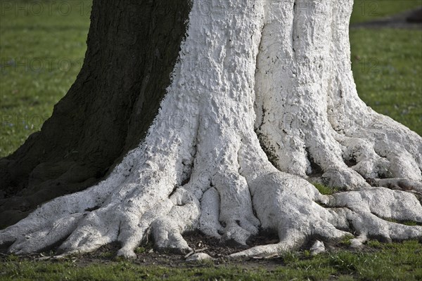 Tree with white colour as protection against extreme temperature fluctuations caused by solar
