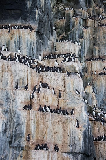 Thick-billed murres, Bruennich's guillemots (Uria lomvia) nesting on rock ledges in sea cliff at