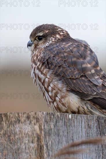 Eurasian merlin (Falco columbarius aesalon) female perched on wooden fence post along wetland in