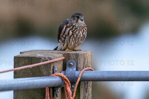 Eurasian merlin (Falco columbarius aesalon) female perched on wooden fence post along field in late