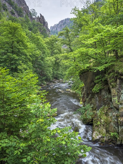 The River Bode with rapids and boulders in the Bode Valley between Thale and Treseburg, Harz