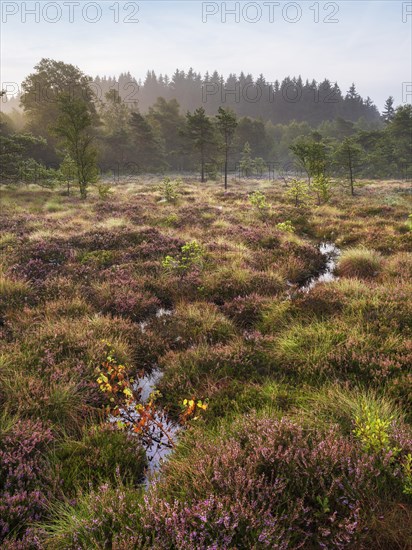 Black moor in the morning light, heather in bloom, Rhoen Biosphere Reserve, Bischofsheim in der