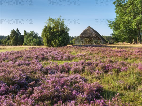 Typical heath landscape with old sheepfold, juniper and flowering heather, Lueneburg Heath, Lower