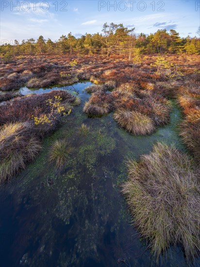 Black moor in the evening light, Rhoen Biosphere Reserve, Bischofsheim in der Rhoen, Lower