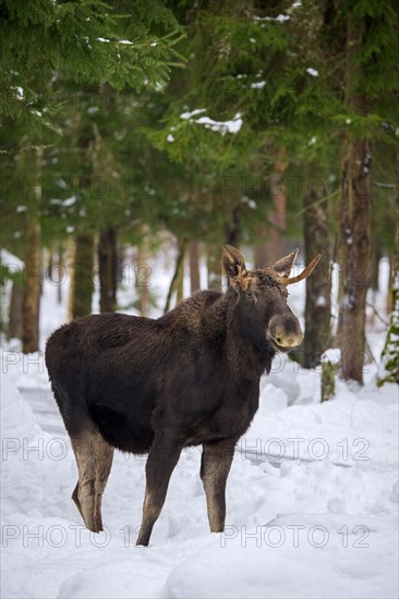 Moose, elk (Alces alces) young bull with small antlers foraging in coniferous forest in the snow in