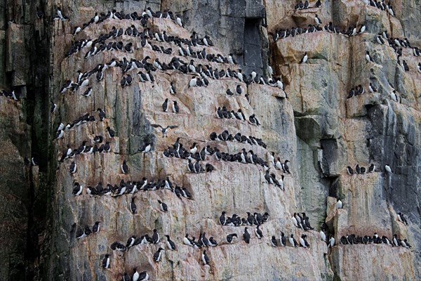 Thick-billed murres, Bruennich's guillemots (Uria lomvia) nesting on rock ledges in sea cliff at