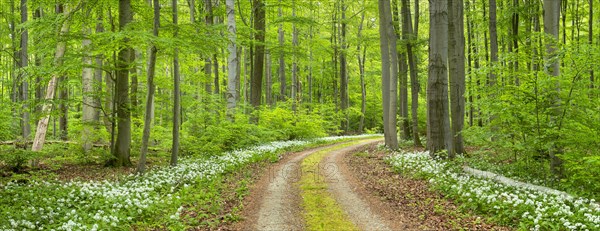 Panorama, hiking trail through the ramson (Allium ursinum) in the beech forest, Hainich National