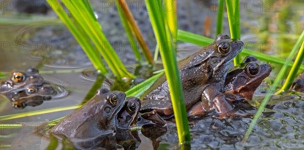 Amplexed European common frogs, brown frogs and grass frog pairs (Rana temporaria) gathering in