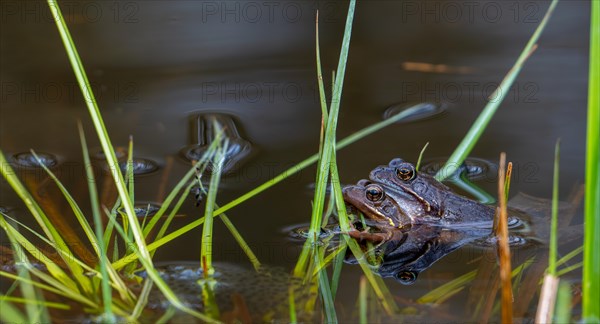 European common frog pair, brown frogs, grass frog (Rana temporaria) male and female in amplexus in