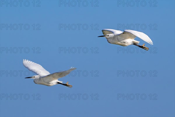 Two little egrets (Egretta garzetta) in flight against blue sky along the North Sea coast in late