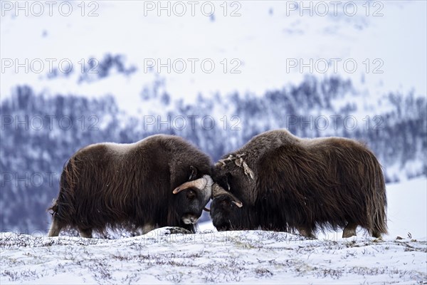 Two musk oxen (Ovibos moschatus) duel head to head in the snow, Dovrefjell-Sunndalsfjella National