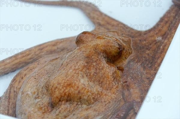 Fish sale at the harbour, Marseille, squid, octopus (Octopus vulgaris), close-up of a brown