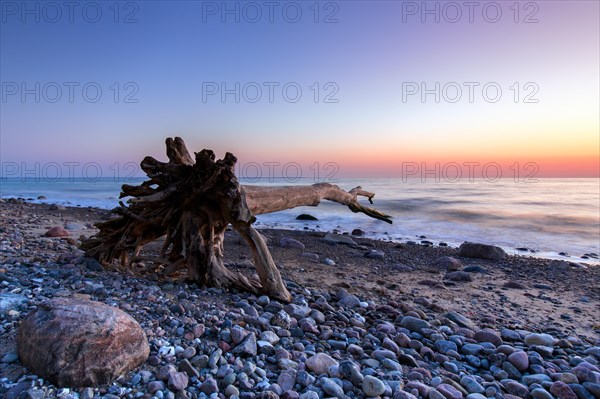 Dead tree on beach at Brodtener Ufer, Brodten Steilufer, cliff in the Bay of Luebeck along the