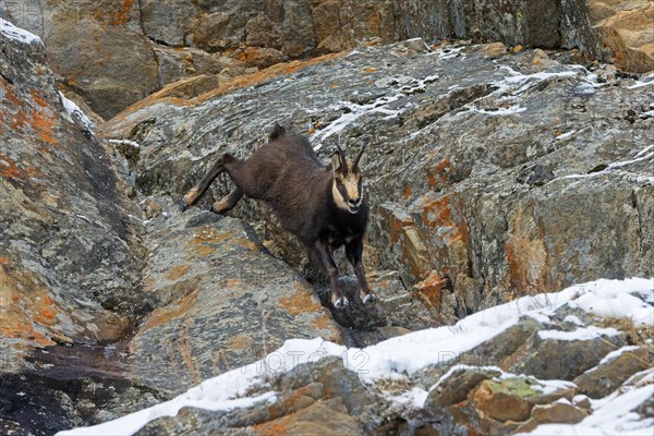 Alpine chamois (Rupicapra rupicapra) fleeing male in dark winter coat descending steep snowy rock