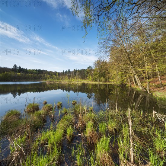 Lake Albertsee in the morning light, swampy sinkhole lake in Frauenseer Forst, Marksuhl, Thuringia,