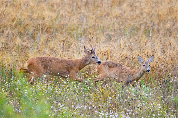 European roe deer (Capreolus capreolus) buck chasing doe in heat before mating in wheat field