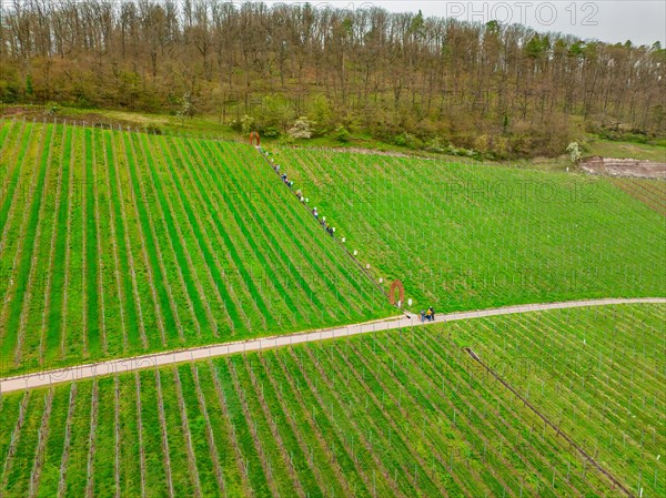 People walking along a field path through a vineyard with a tree in the background, Jesus Grace