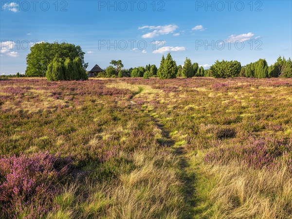 Typical heath landscape with old sheepfold, hiking trail, juniper and flowering heather, Lueneburg