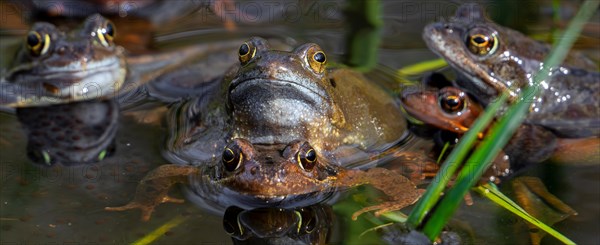 European common frogs, brown frogs and grass frog pairs (Rana temporaria) in amplexus gathering in