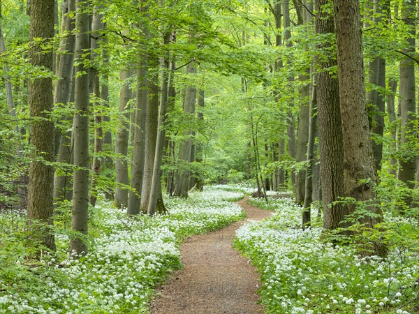 Hiking trail through the ramson (Allium ursinum) in the beech forest, Hainich National Park, Bad