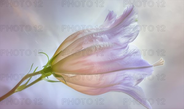 Close-up of a bellflower in soft light, closeup view, selective focus, spring background AI