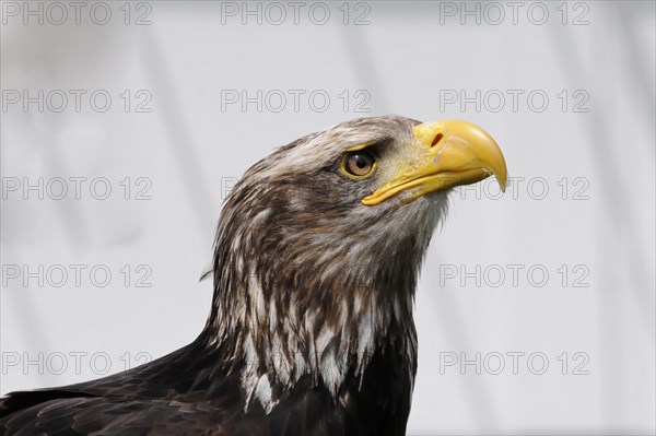 Bald eagle, Haliaeetus leucocephalus, close-up of a bald eagle looking sideways against a blurred