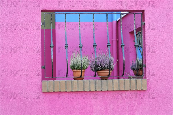 Colourful houses, Burano, Burano Island, Window lattice with purple flower pots in front of a pink
