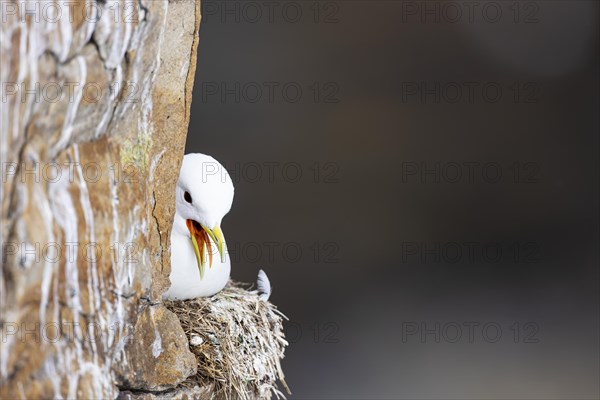 Black-legged kittiwake (Rissa tridactyla) sitting and panting on nest, Varanger, Finnmark, Norway,