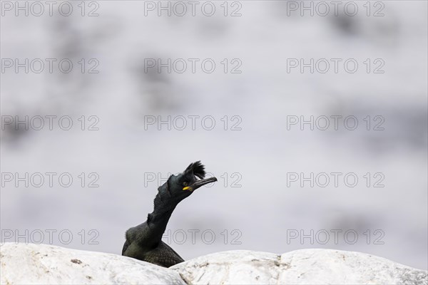 Common shag (Phalacrocorax aristotelis) with forehead quill raised during the breeding season,