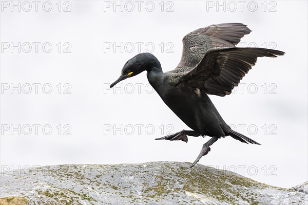 Common shag (Phalacrocorax aristotelis) hopping on a rock, Hornoya Island, Vardo, Varanger,