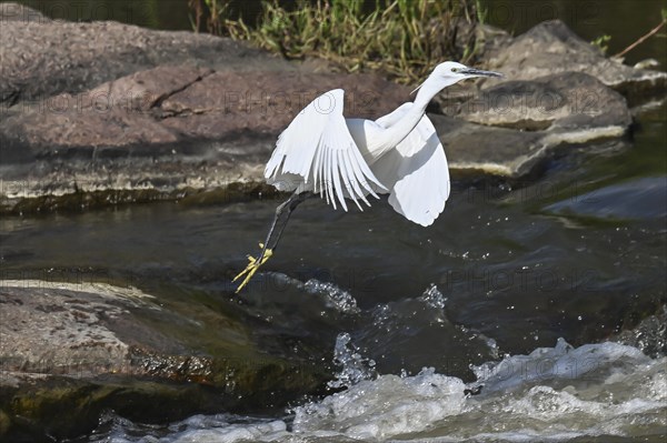 Cattle Egret Cattle Egret (Bubulcus ibis), Mziki Private Game Reserve, North West Province, South