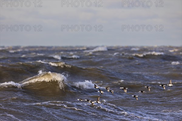 Long-tailed duck (Clangula hyemalis), small flock in flight over turbulent sea, Laanemaa, Estonia,